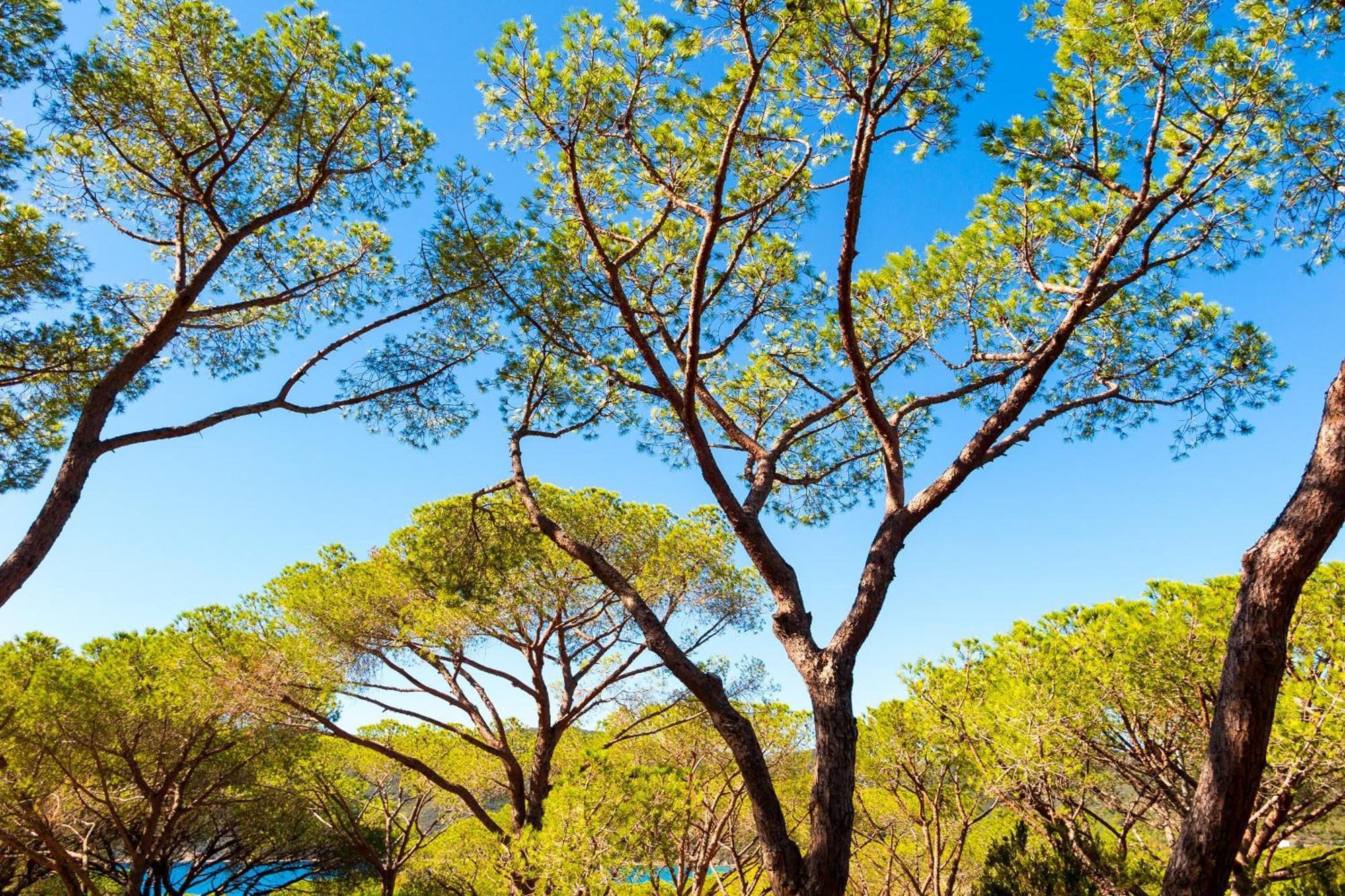 Camping Lacona Pineta كابوليفيري المظهر الخارجي الصورة